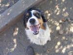Dogs Breed: Australian Shepherd