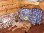 Dogs German shepard