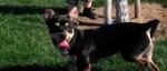 Dogs 3/4 chihuahua 1/4dachsund 