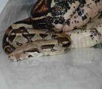 Other Red Tail Boa