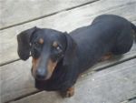 Dogs Dachshund