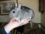 Other Chinchilla