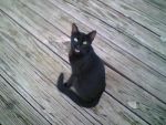 Cats black cat