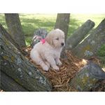 Dogs Golden Retreiver 