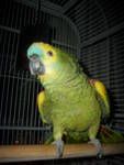 Birds Blue Amazon Parret
