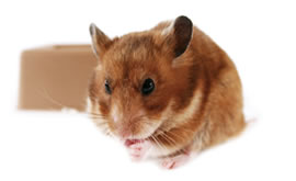 hamster breeds stamp